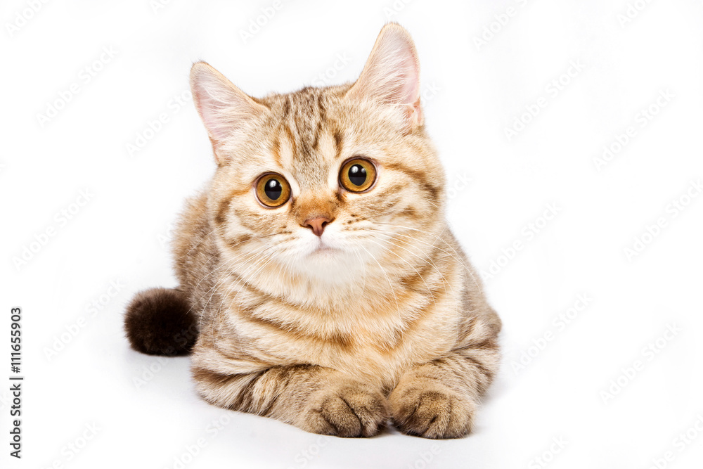 Obraz premium Striped red british cat (isolated on white)