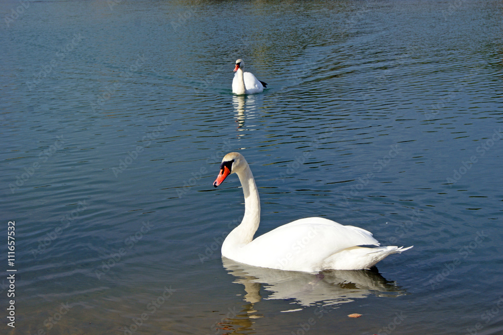 Fototapeta premium Swans on the lake