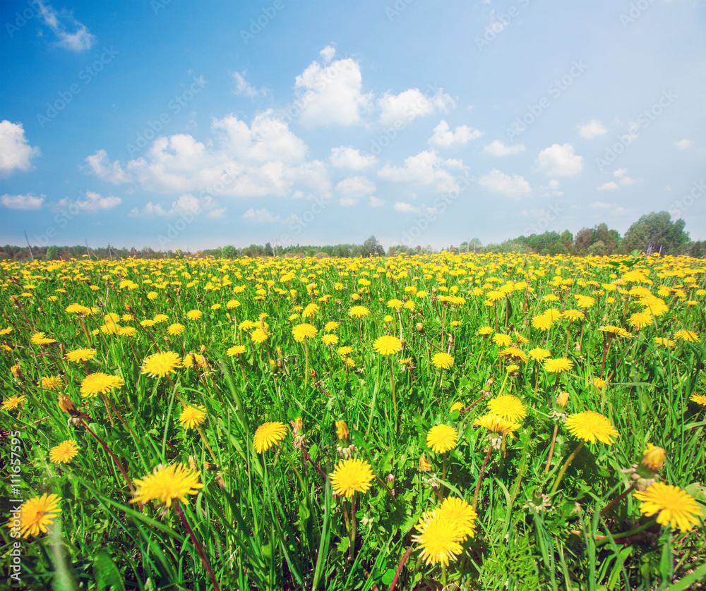 Yellow flowers field under blue cloudy sky Yellow flowers field under blue cloudy sky
