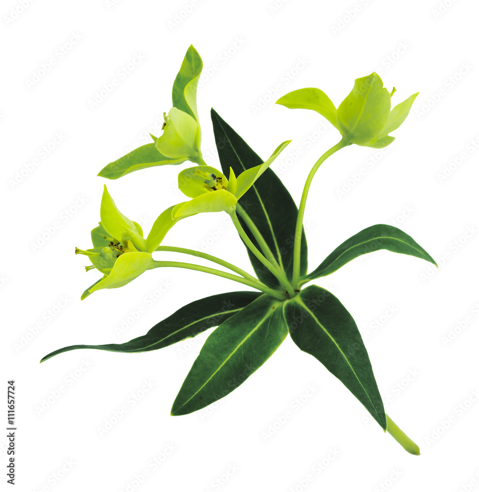 Obraz premium yellow green flower