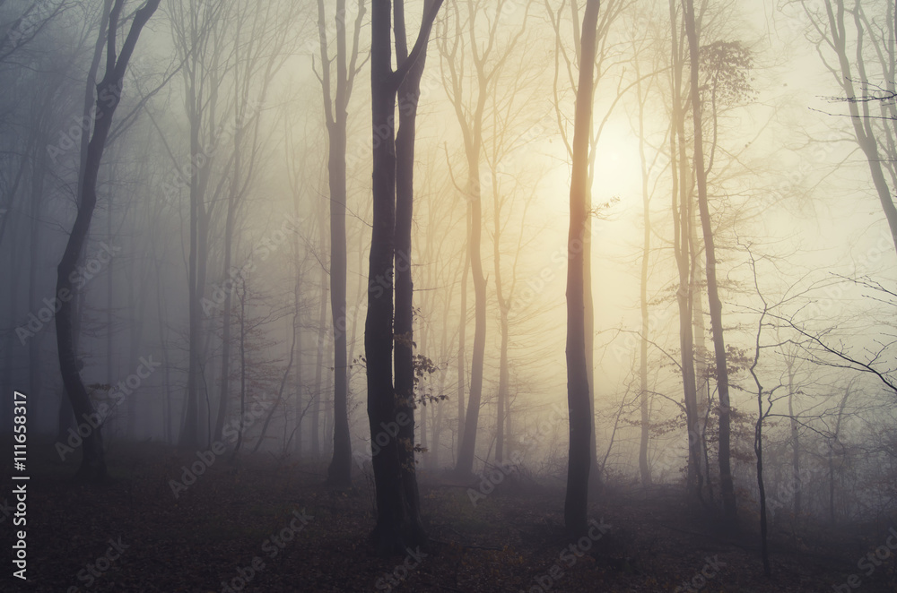 Fototapeta premium sunrise light in misty forest