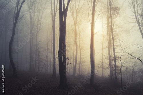 sunrise light in misty forest