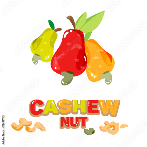 Cashew nuts fruit abnd seed with typographic design - vector