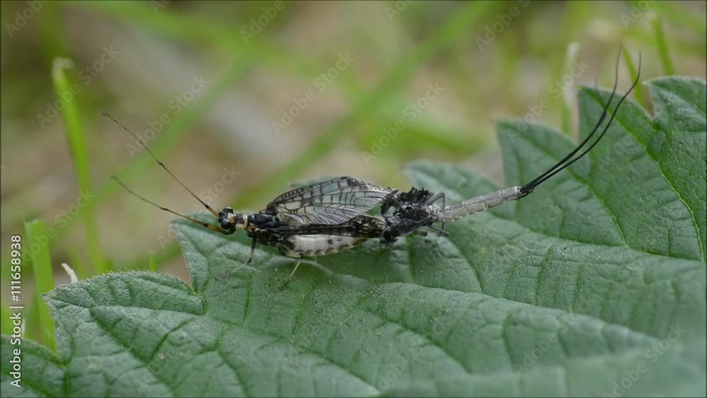 Green Drake Mayfly (Ephemera danica) stuck during emergence. Mayfly imago mature adult stuck in exuvium, unable to free wings Green Drake Mayfly (Ephemera danica) stuck during emergence. Mayfly imago mature adult stuck in exuvium, unable to free wings