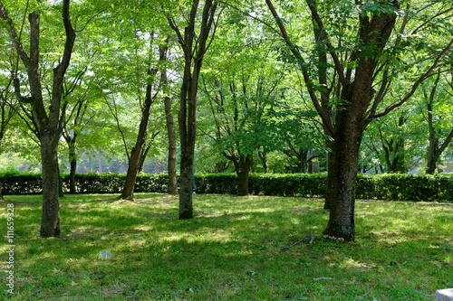 Fototapeta Naklejka Na Ścianę i Meble -  緑が溢れる公園の様子