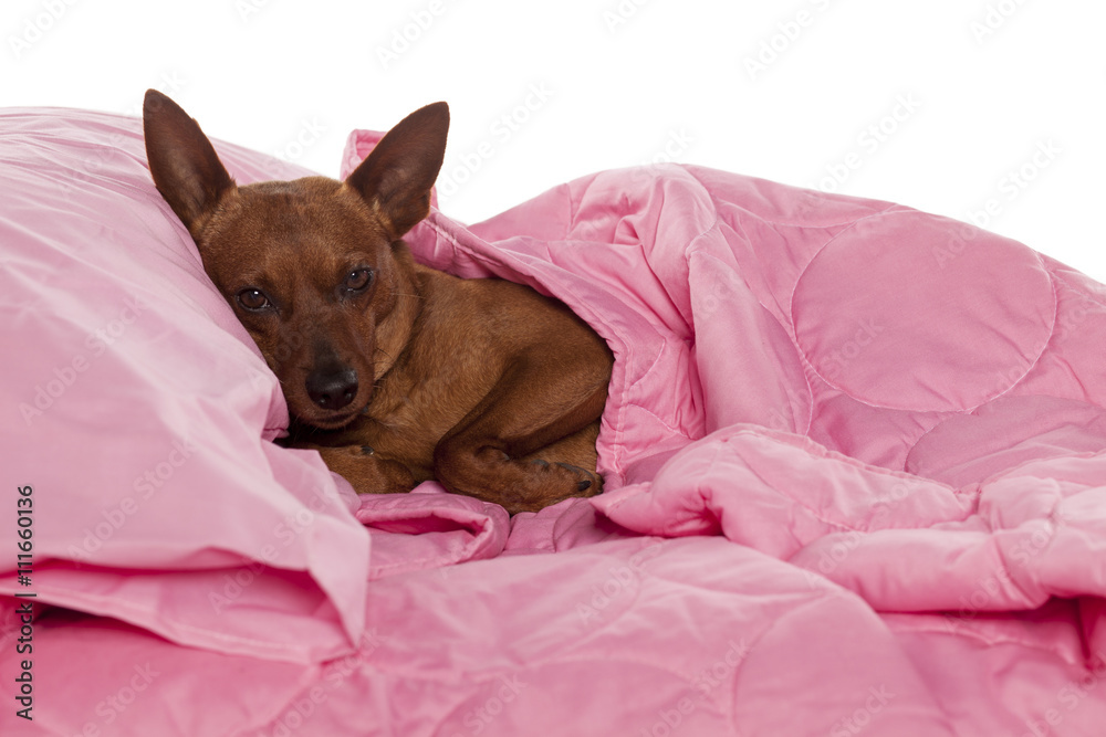 Red Pinscher lying in bed with pink linen Red Pinscher lying in bed with pink linen