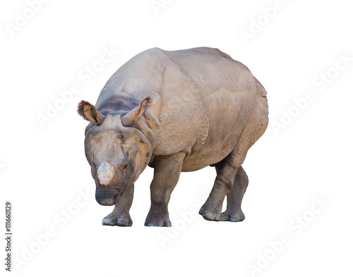 rhinoceros walking isolated on white background