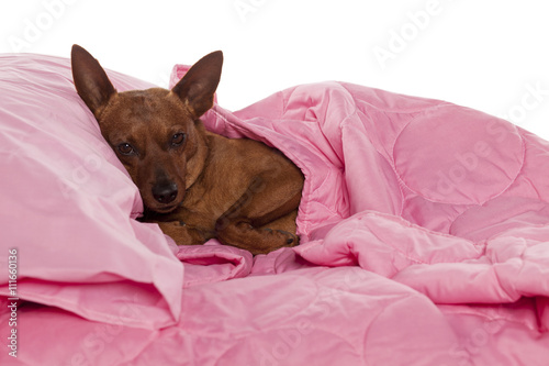 Red Pinscher lying in bed with pink linen