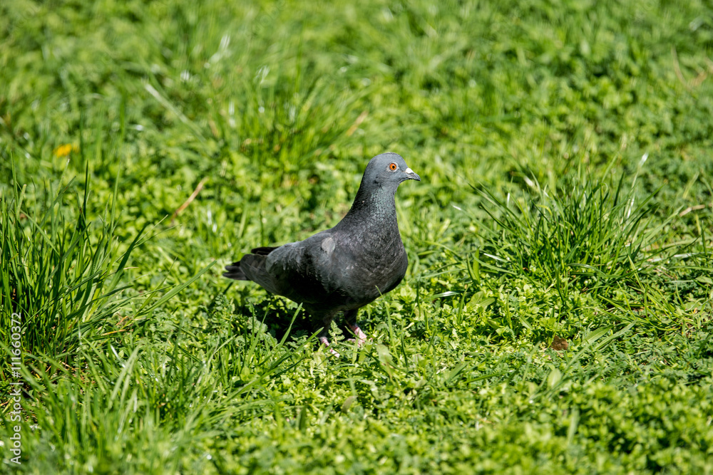 Fototapeta premium Pigeon in green grass