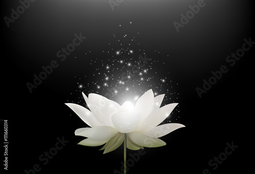 Magic White Lotus flower on black background Fototapeta