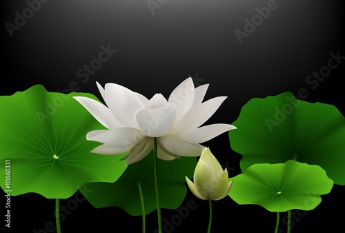 Fototapeta Naklejka Na Ścianę i Meble -  White Lotus flower with green leaves on black background