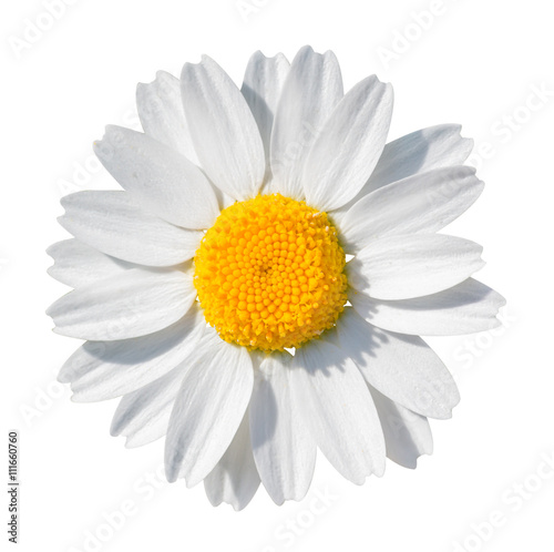 White daisy close-up isolated on white background.