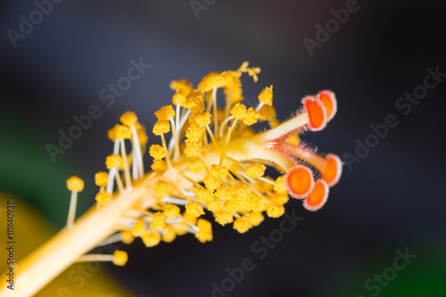 Hibiscus flower showing pollen details close up.