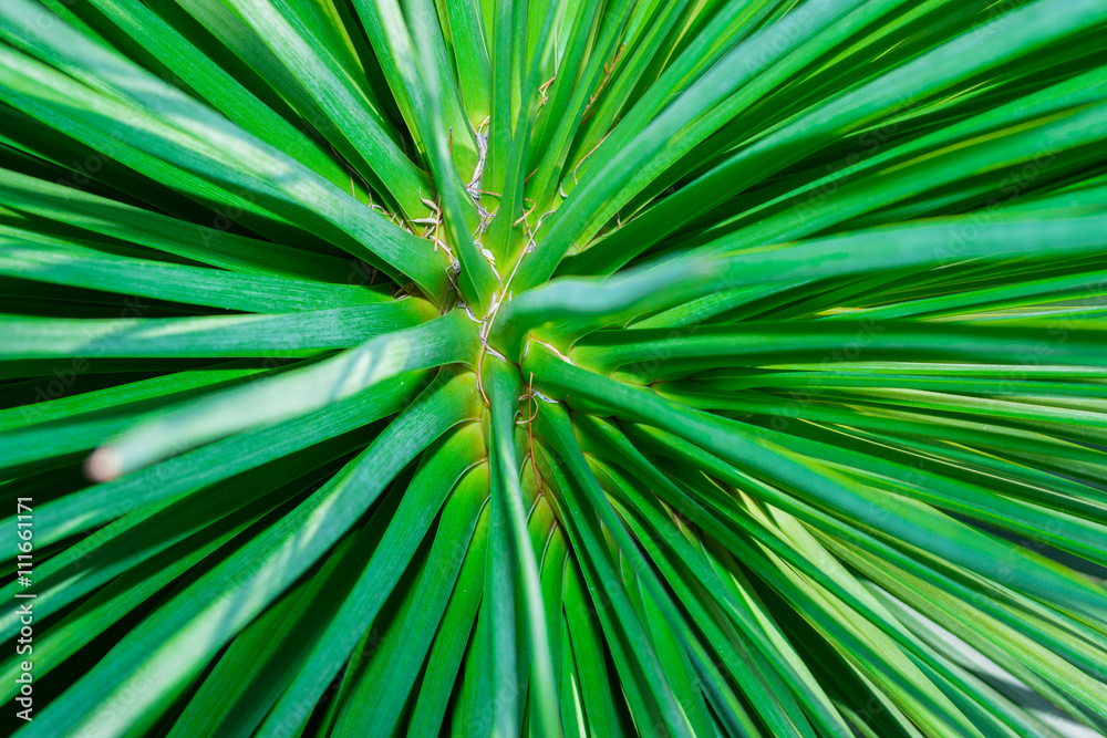 Abstract green branch of bush plant texture. Abstract green branch of bush plant texture.