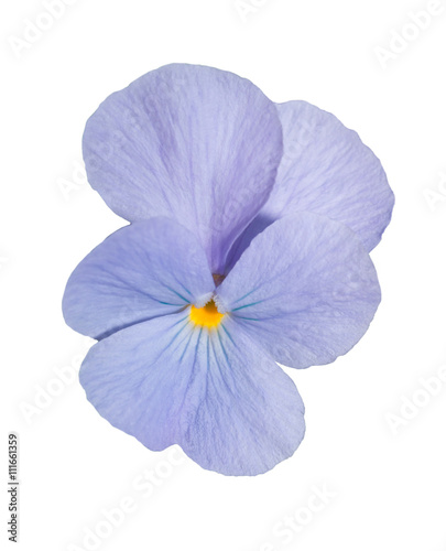 Viola blue Pansy Flower Isolated on White Background.
