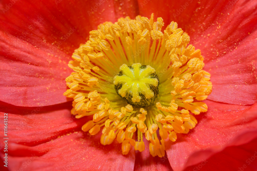 Close up of a red Iceland poppy(Scientific name papaver nudicaul Close up of a red Iceland poppy(Scientific name papaver nudicaul