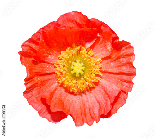 Iceland poppy flower(papaver nudicaule) isolated on white backgr