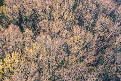 Aerial view of the forest with dry tree.