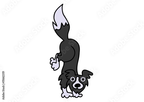 border collie