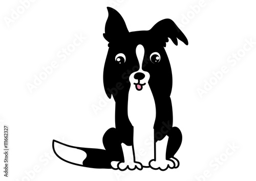 border collie