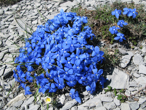 Gentianes printanières
