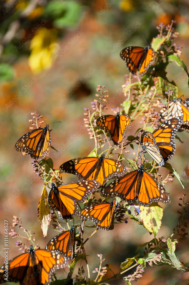 Fototapeta premium Reserva de Biosfera de Mariposa Monarca, Michoacán (México)
