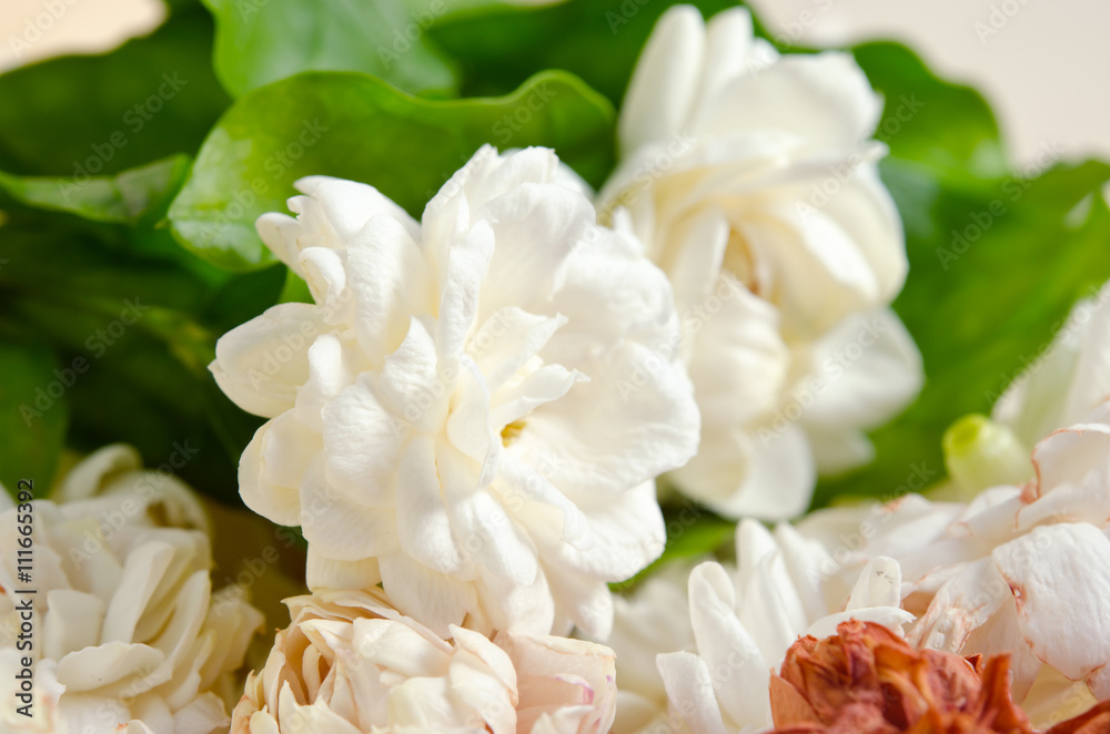 Jasmine flowers grouped on wooden board background Jasmine flowers grouped on wooden board background