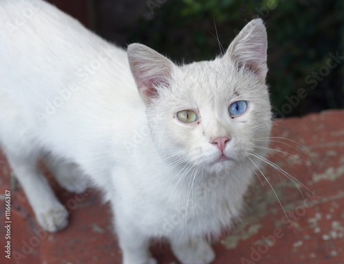 cat with different eyes color and sad look
