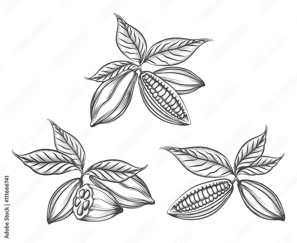 Fototapeta premium Cacao beans engraved vector or hand drawn cocoa pods line icons