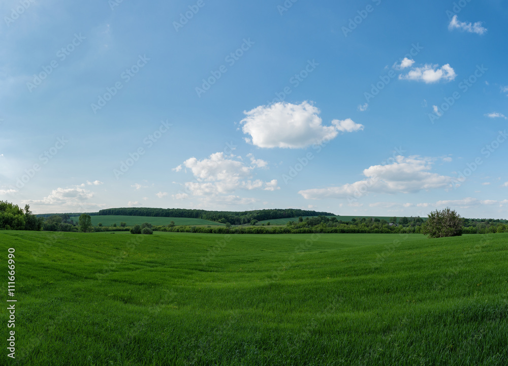 Green field with blue sky