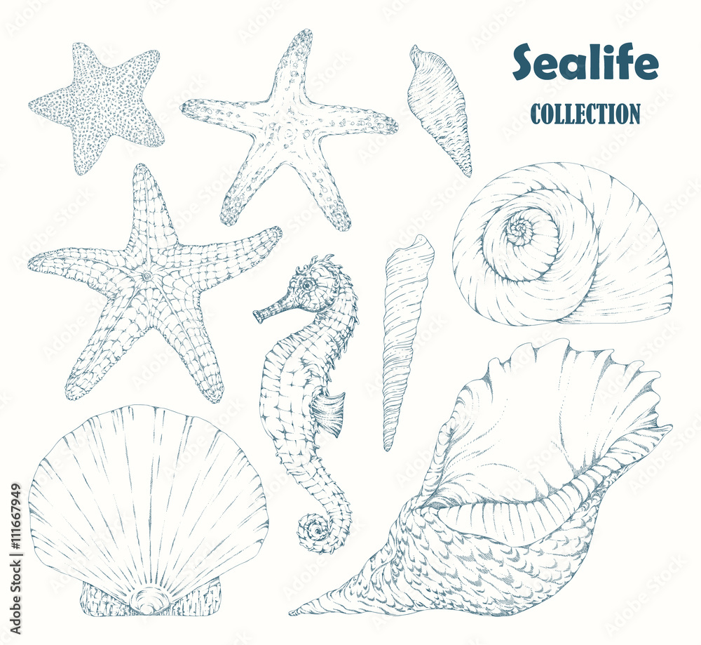 Sealife collection: Seahorse,Seashell,Starfish,engraving style. Black Ink Sea horse, shell, star, isolated on white. Hand drawn vector illustration, vintage design. Decorative retro art, shading set.