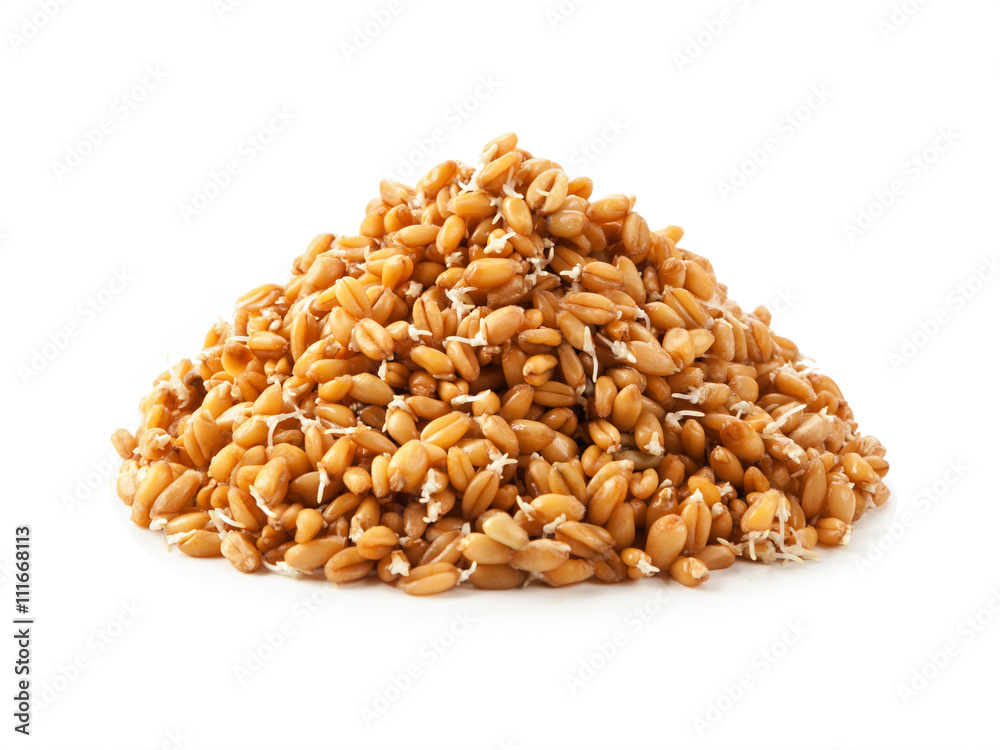 Sprouting whole wheat in isolated on white. Sprouting whole wheat in isolated on white.