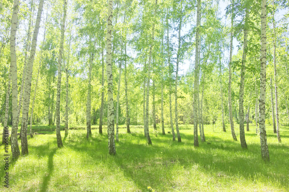 Fototapeta premium summer birch forest