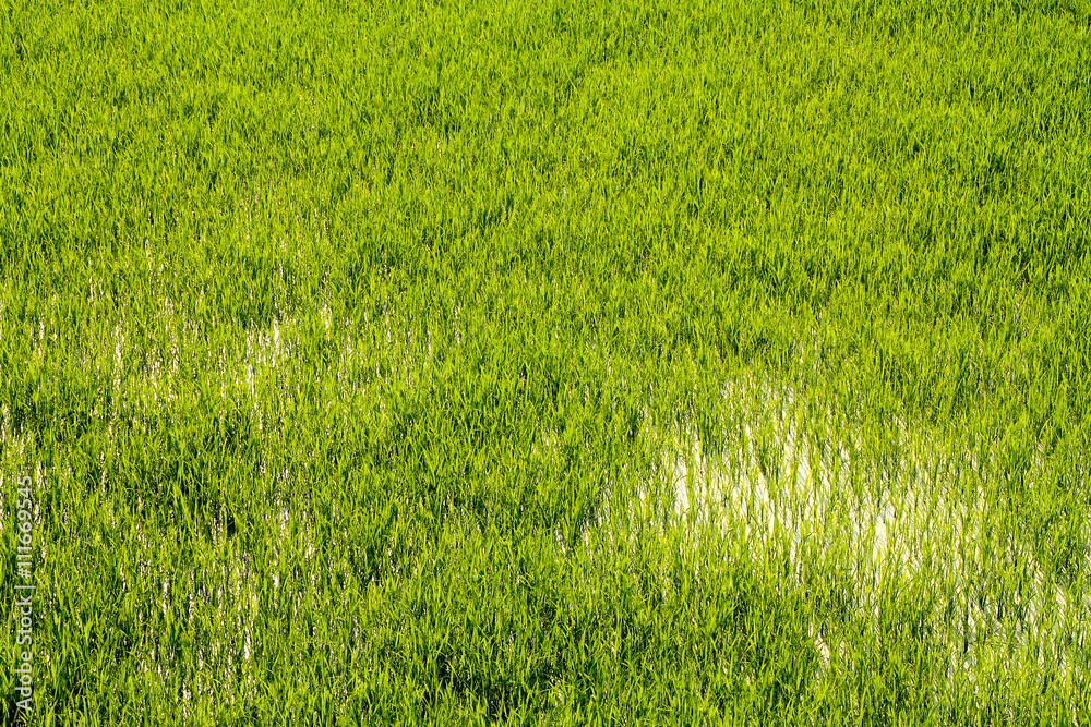 Fototapeta premium Close up shot of rice fields in water.