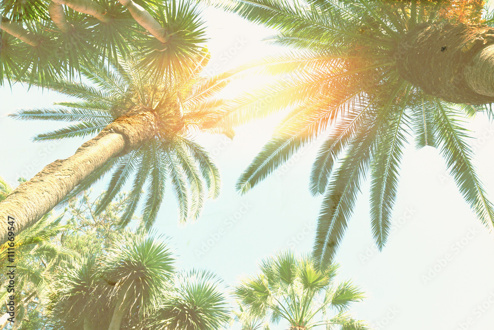 palm tree and sunshine palm tree and sunshine