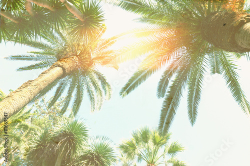palm tree and sunshine