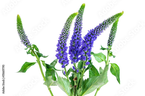 Veronica flowering spikes, isolated on white background