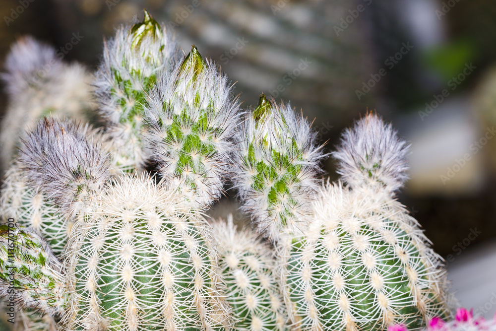 close up beautiful color flower cactus close up beautiful color flower cactus