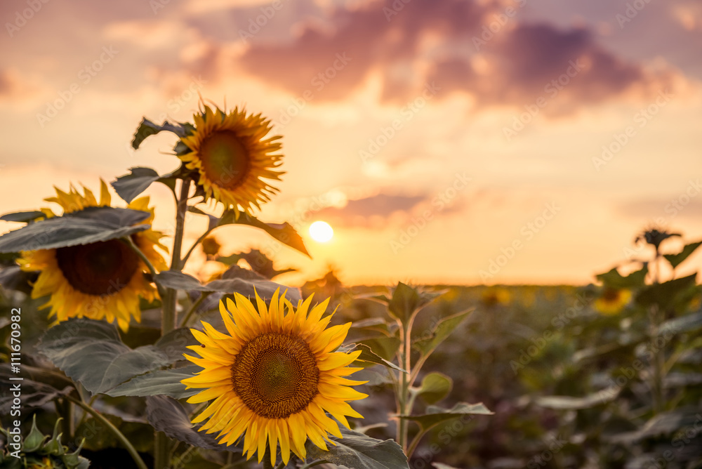 Fototapeta premium Sunflower on the field