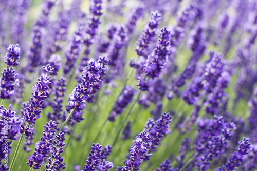 lavender flowers © Mira Drozdowski