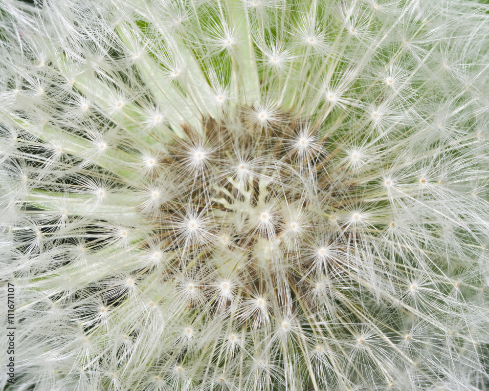Dandelion with ripe seeds texture, macro, selective focus, shallow DOF Dandelion with ripe seeds texture, macro, selective focus, shallow DOF