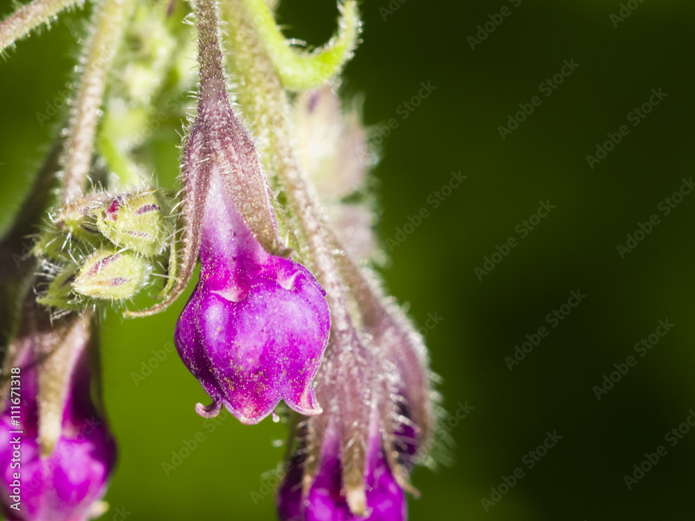 Flowers on Common Comfrey, Symphytum officinale, with bokeh background macro, selective focus, shallow DOF Flowers on Common Comfrey, Symphytum officinale, with bokeh background macro, selective focus, shallow DOF