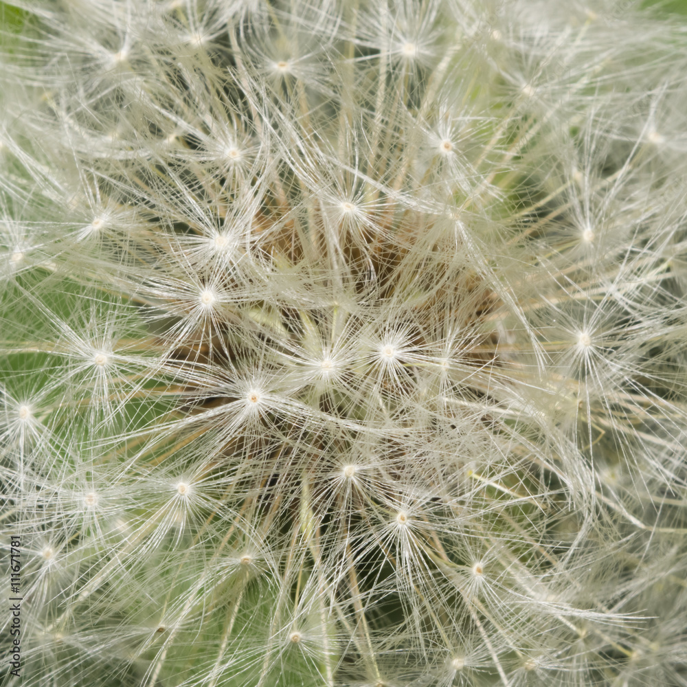 Dandelion with ripe seeds texture, macro, selective focus, shallow DOF