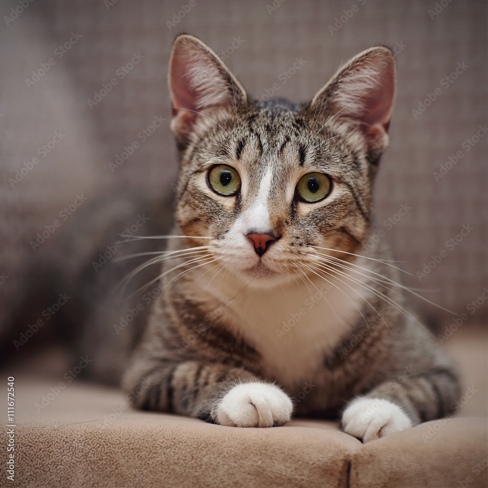 Fototapeta premium Portrait of a striped cat with white paws