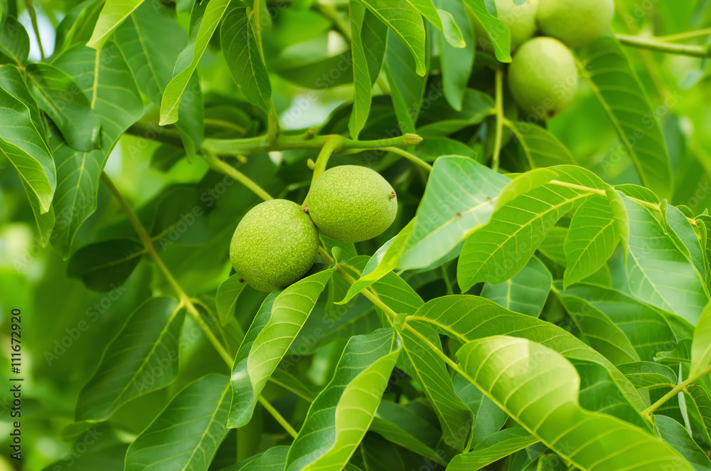 Green walnut yaoung fruits ripening on the tree with leaves, natural agricultural background Green walnut yaoung fruits ripening on the tree with leaves, natural agricultural background