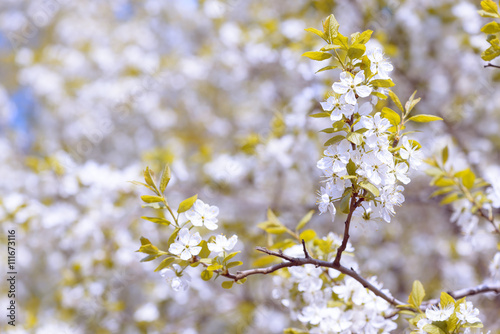 Beautiful flowering plum trees. Background with blooming flowers in spring day. © Сyrustr