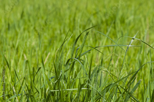 Green fresh grass macro background with bokeh, selective focus, shallow DOF