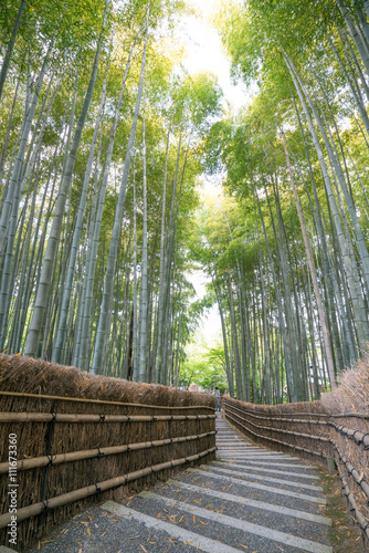 Bamboo forest at Adashinonenbutsu temple,tourism of kyoto,japan