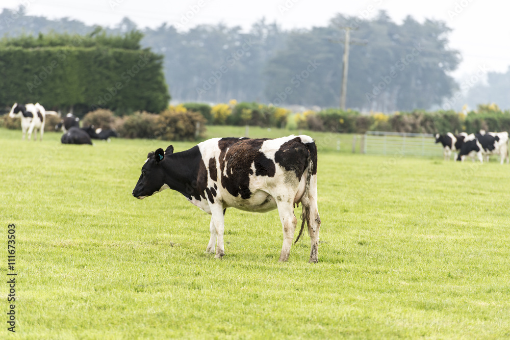 cow on grassland of New Zealand cow on grassland of New Zealand