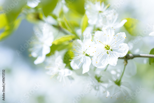 Beautiful flowering plum trees. Background with blooming flowers in spring day.